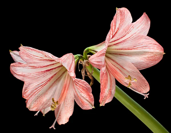 Amaryllis (Hipperastrum) Blüten isoliert auf schwarz — Stockfoto