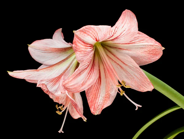 Amarilis (Hipperastrum) flores aisladas en negro — Foto de Stock