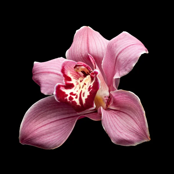 Orchidée pourpre fleur — Photo