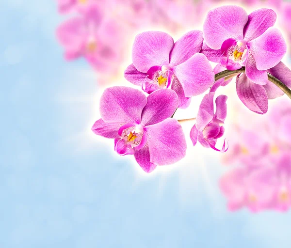 Růžová orchidej — Stock fotografie