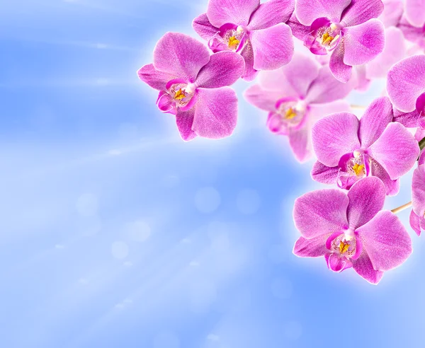 Pink orchid på abstrakt suddig bakgrund — Stockfoto