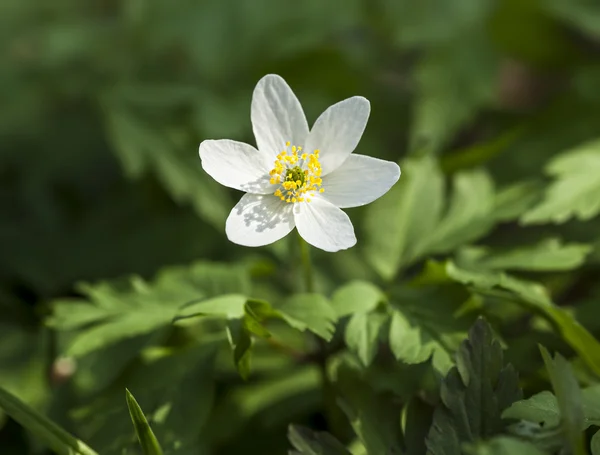 Anemone sylvestris. Primeiras flores de primavera — Fotografia de Stock