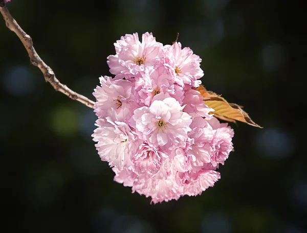 Sakura. třešňový květ větev — Stock fotografie