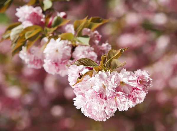 Sakura. körsbärsblommor gren — Stockfoto