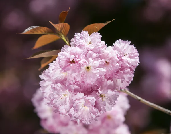 Sakura. kersenbloesem branch — Stockfoto