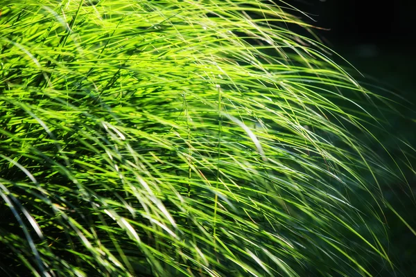 Hojas largas de hierba iluminadas por el sol — Foto de Stock