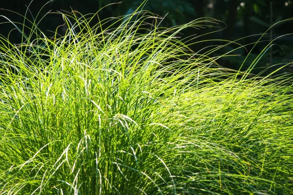 Lange bladeren van gras verlicht door de zon — Stockfoto