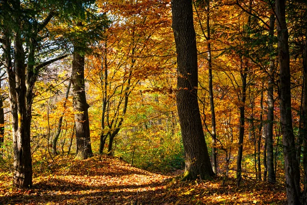 Giornata autunnale nella foresta — Foto Stock