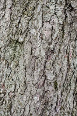 eski ağaç kabuğu