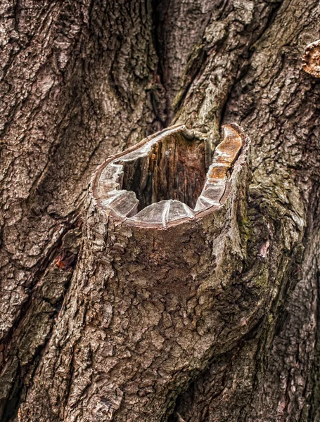 Corteza de árbol vieja — Foto de Stock