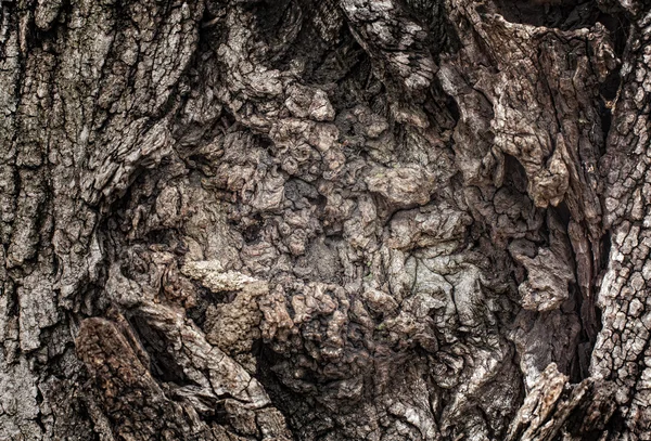 Corteza de árbol vieja —  Fotos de Stock