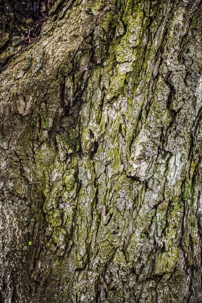 Corteza de árbol vieja — Foto de Stock