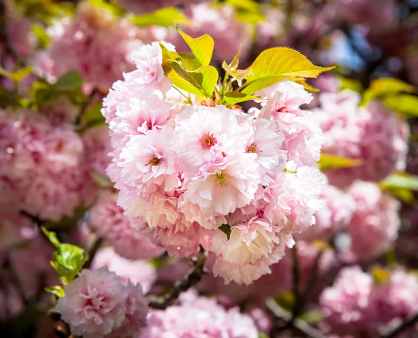 Sakura. Rama de flor de cerezo — Foto de Stock