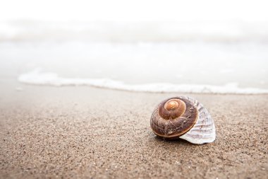 Kumsalda deniz kabuğu