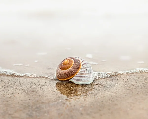 Shell na pláži — Stock fotografie