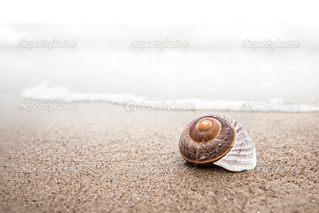 Shell on the beach