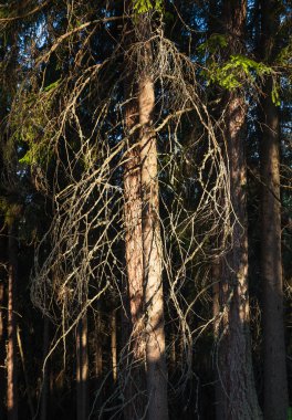 Güneş ışınları tarafından eski çam ağacı yaktı