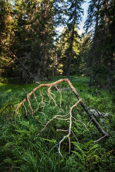 Rama de pino viejo — Foto de Stock