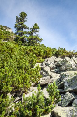 taşlar ve genç çam ağaçları yüksek tatras eteklerinde