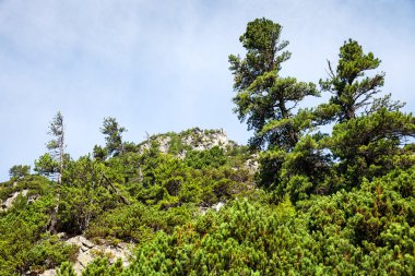 taşlar ve genç çam ağaçları yüksek tatras eteklerinde