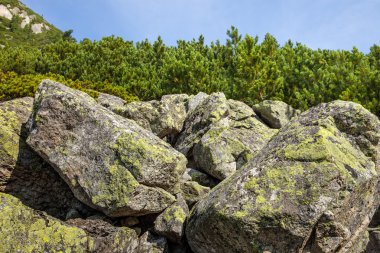 taşlar ve genç çam ağaçları yüksek tatras eteklerinde