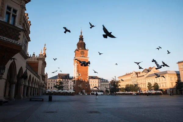 Pigeons in the morning Krakow — Stock Photo, Image