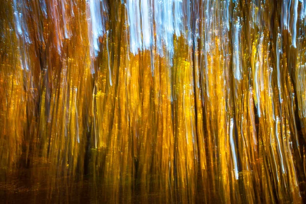 Motion blur of trees in an autumn forest — Stock Photo, Image