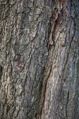eski ağaç kabuğu