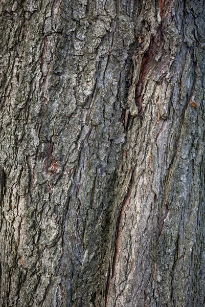 古い木の樹皮 — ストック写真