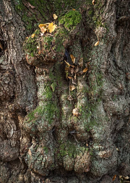 Trunk van een oude boom — Stockfoto