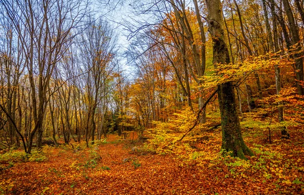 Misty autumn forest — Stok Foto