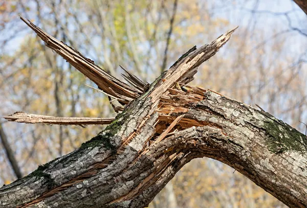 Σπασμένα δέντρο — Φωτογραφία Αρχείου