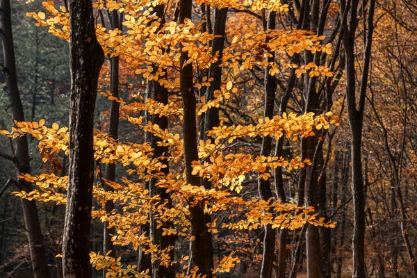 Nebbioso autunno fores — Foto Stock