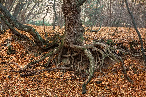 Корни старого дерева — стоковое фото