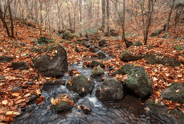 Herfst bos met creek — Stockfoto