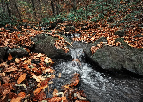 Autumn forest with creek — Stock Photo, Image
