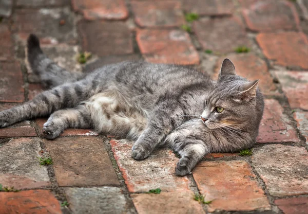 Gray kitten playing outdoors — Stock Photo, Image