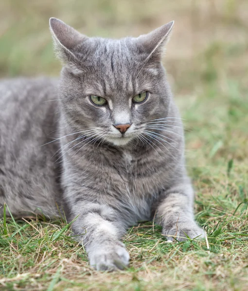 Gray kitten playing outdoors — Stock Photo, Image