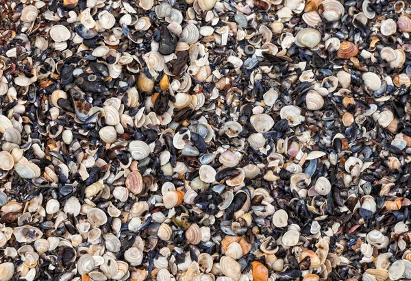 Seashells background — Stock Photo, Image