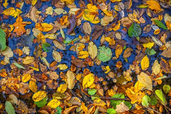 Herfstbladeren. — Stockfoto