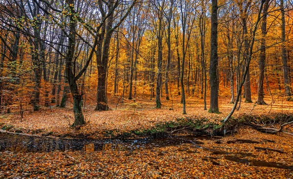 Hösten skogen med creek — Stockfoto