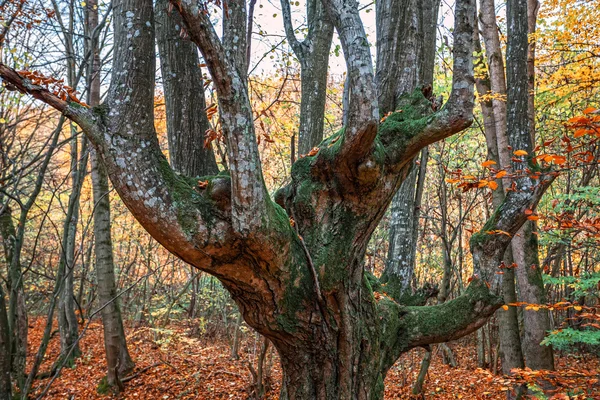 Старое дерево в осеннем лесу — стоковое фото
