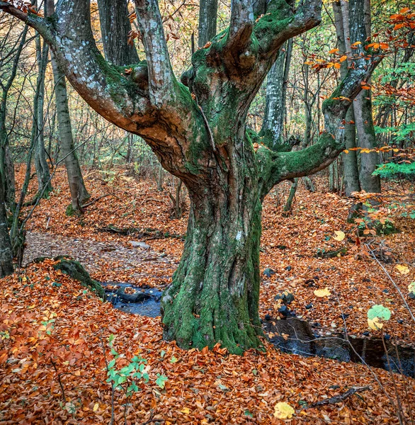 Gamla träd i höst skog — Stockfoto