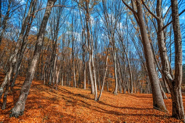 Forêt d'automne brumeuse — Photo