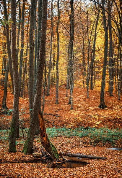 Misty autumn forest — Stock Photo, Image