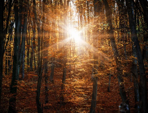 Sisli sonbahar ormanının — Stok fotoğraf