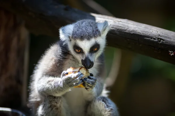 Lemur catter — Stockfoto