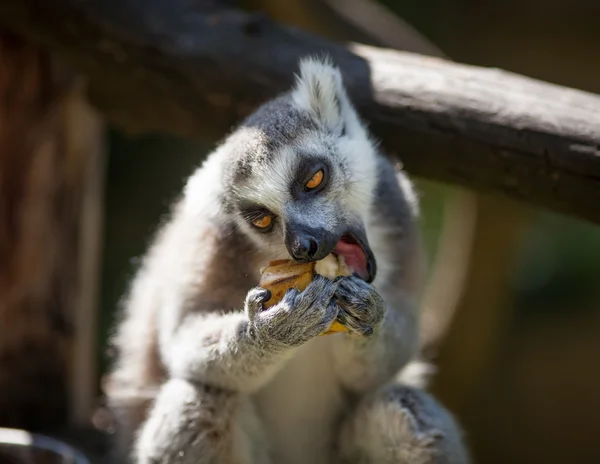Lemure catta — Foto Stock