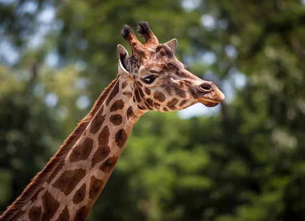 Portrét mladé žirafy — Stock fotografie