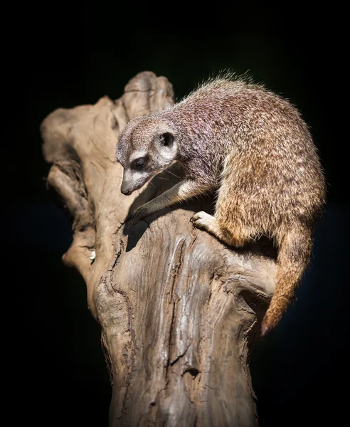 Suricata suricatta — Stock Photo, Image